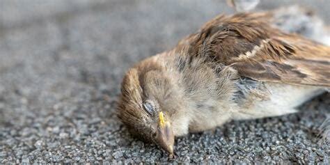 死鳥處理|【鳥死了怎麼處理】發現死鳥別亂丟！3步驟安全處理解決鳥類遺。